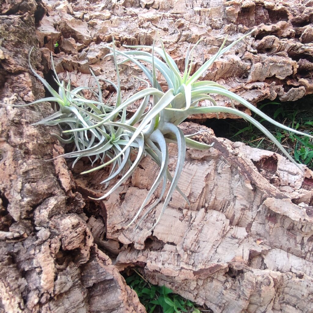 Tillandsia Albida